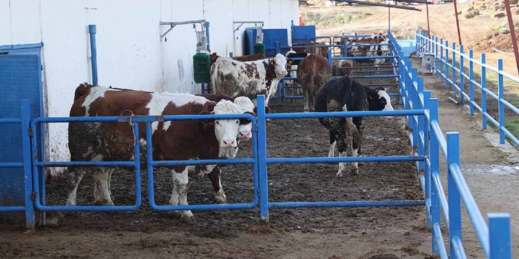 41 milyon liralık maliyetle kurdu: Günde 15 ton üretim yapıyor 1